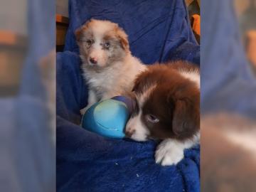 Border Collie Welpen