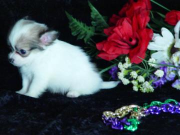 Mini Chihuahua