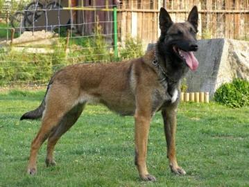 Qualit�t Welpen Malinois