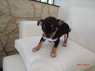 CHIHUAHUA WELPEN ABZUGEBEN