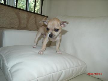 CHIHUAHUA WELPEN ABZUGEBEN