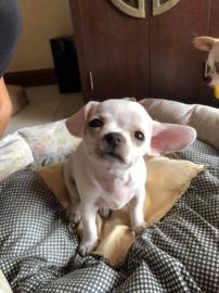Super s??e MINI chihuahua welpen mit Pa