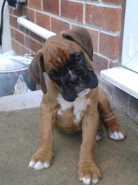 Boxer Welpen zu verkaufen