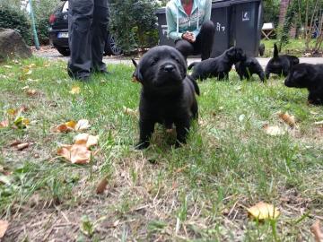 Labrador Welpen , Bildsch?n , reinrassig