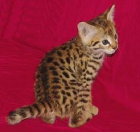 Savannah K�tzchen Super s��e