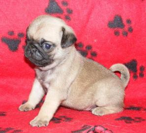 MOPS WELPEN
