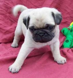 MOPS WELPEN
