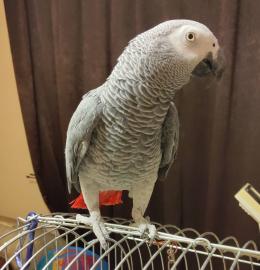 Graupapageien babys und macaw papageien