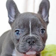 Reinrassige franz?sisch Bulldogge