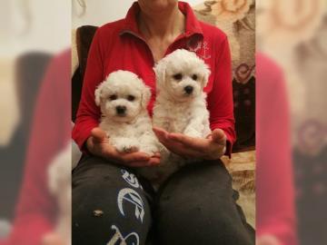 Bichon Frise Welpen