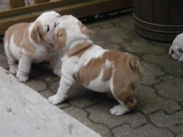 English Bulldog Welpen mit Papiere noch