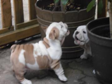 English Bulldog Welpen mit Papiere noch