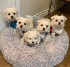 Maltipoo-Welpen mit Papieren