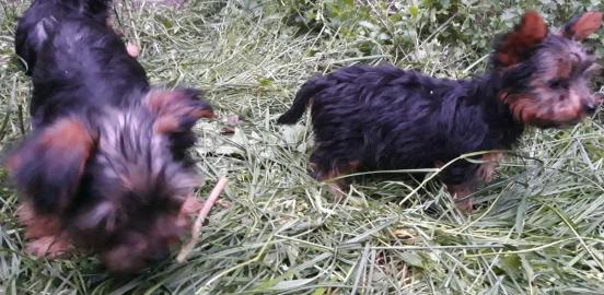 Miniatur-Yorkshire-Terrier-Welpen