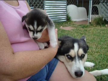 Entz?ckender Siberian Husky-Welpe