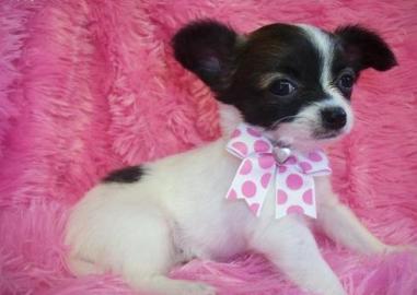 Chihuahua Welpen apricot / creme