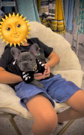 Blaue franz?sische Bulldogge-Welpen