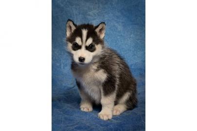 **Neu** Siberian Husky Welpen***