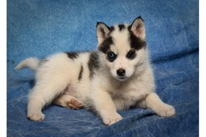 **Neu** Siberian Husky Welpen***