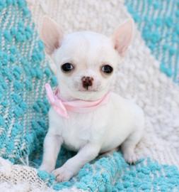 Chihuahua Welpen mit Papiere Chip Impfun