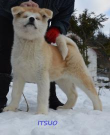 Japanischer Shiba Inu