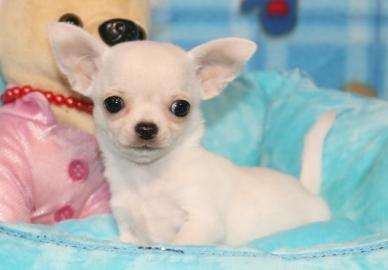 Chihuahuawelpen Traumhafte Chihuahuababy