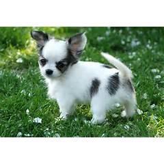 Chihuahuawelpen Traumhafte Chihuahuababy