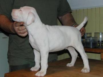 Dogo Argentino Welpen zuverkaufen