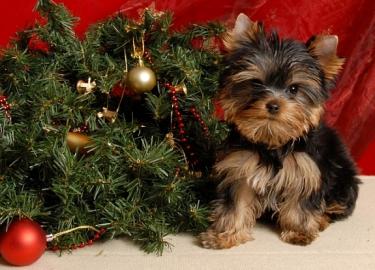 x. mas Yorkshire Terrier Welpen VERF�GBAR