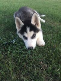 Sibirische husky Welpen