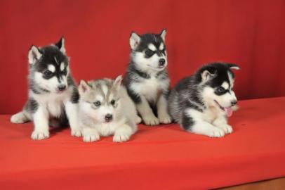 Siberian Husky Welpen reinrassige Sibiri