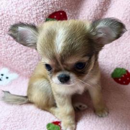 Super s��e Chihuahua Welpen