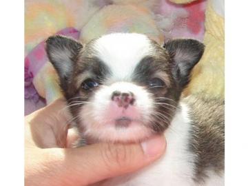 chihuahua welpen