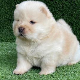 CHOW-CHOW-WELPEN MIT PAPIEREN