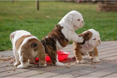 *EXCLUSIVE* Englische Bulldogge