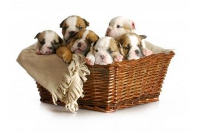 *EXCLUSIVE* Englische Bulldogge