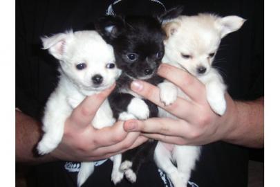 Super s��e MINI chihuahua welpen mit Pa