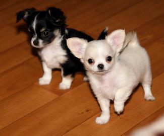 Superkleine Mini Chihuahua Welpen mit pa