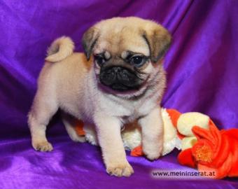 Reinrassige Wudersch�ne Mops-Welpen