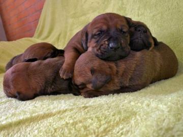 Tosa Inu Welpen mit Papiere