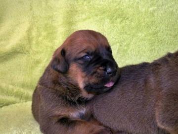 Tosa Inu Welpen mit Papiere