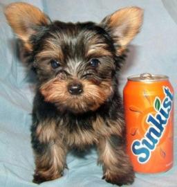 4 S��e Yorkshire terrier Welpen MINI !