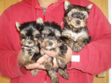 Bildsch�ne MINI Yorkshire Terrier Welpen