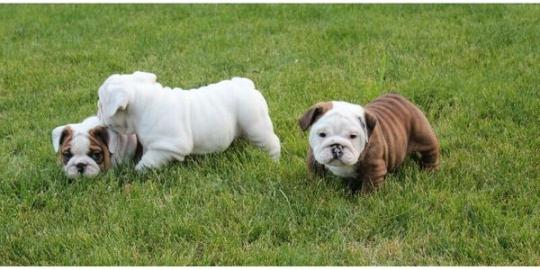 Englisch Bulldogge Welpen mit Stammbaum. 
