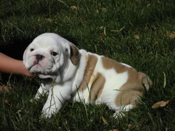 Wundersch�ne Englische Bulldoge-Welpen z