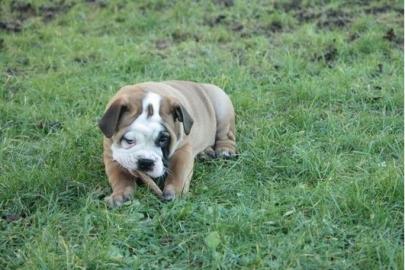 Wundersch�ne Englische Bulldoge-Welpen z