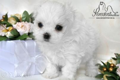 s��er Malteser-Welpen