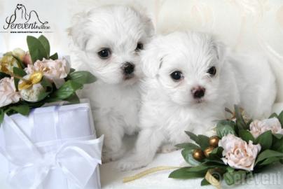 s��er Malteser-Welpen