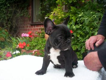 Wundersch�ne Franz�sisch Bulldogge Welpe