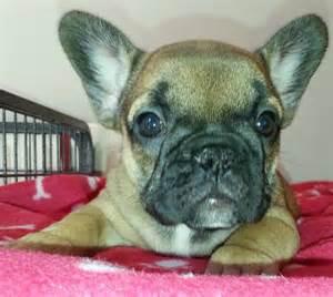 Wundersch�ne Franz�sisch Bulldogge Welpe